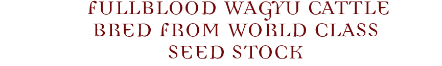Northumbria Full Blood Wagyu Cattle